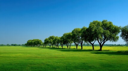 Expansive Green Park Landscape with Rows of Mature Trees Under Clear Blue Sky.