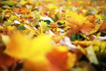 city park without people on an autumn day, bright rays of the sun shine through the crowns of maple...