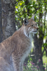 Lynx in summer, Norway