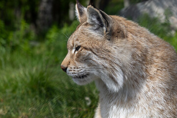 Lynx in summer, Norway