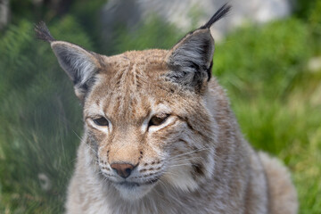 Obraz premium Lynx in summer, Norway