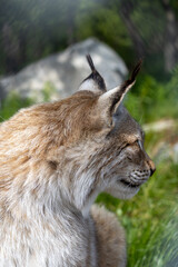 Lynx in summer, Norway