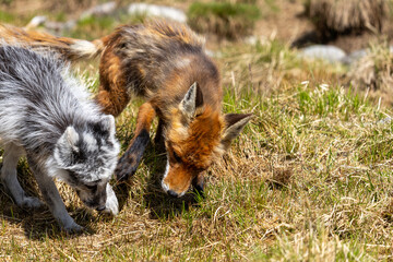 Arctic fox and red fox playing together, Norway