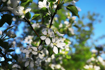 Spring bloom. The first flowers against the background of green spring.