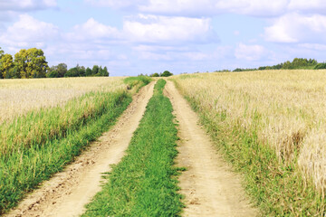 Obraz premium Beautiful autumn park. Russian North. Autumn trees and leaves. Autumn Landscape.Park in Autumn. Forest in Autumn.