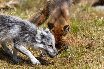 Arctic fox and red fox playing together, Norway