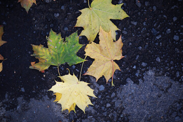 Beautiful autumn park. Russian North. Autumn trees and leaves. Autumn Landscape.Park in Autumn....