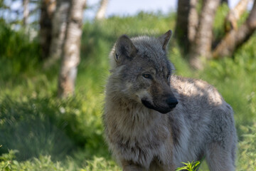 Wolf in summer, Norway