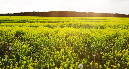 The first flowers against the background of green spring. Spring bloom.