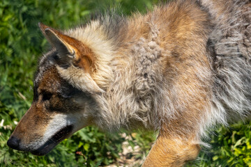 Wolf in summer, Norway