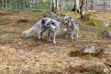 Arctic foxes in summer, Norway