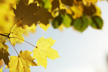 city park without people on an autumn day, bright rays of the sun shine through the crowns of maple trees