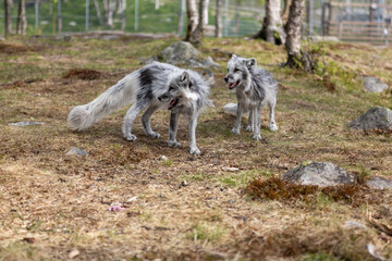 Arctic foxes in summer, Norway