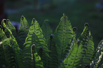 Ferns at sunset in the forest