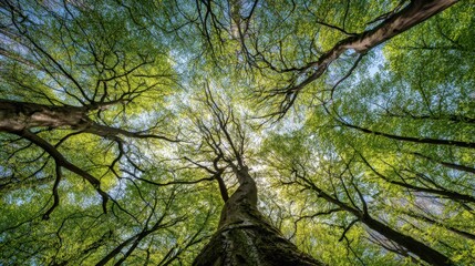 Fototapeta premium Tall Green Tree With Dense Leaf canopy Seen From Below Under Bright Sky.