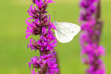 Green-veined White (Pieris napi) close up,feeding on purple flower, Netherlands.