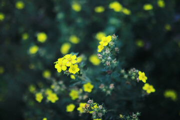Flowers and plants summer field in sunlight