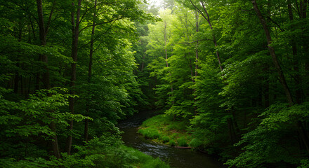 Lush Green Forest with Small Stream Flowing Through Dense Trees and Foliage in Natural Setting