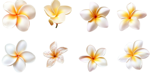 Nine detailed illustrations of Plumeria flowers in cream and light orange tones