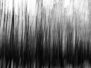  ICM view of  woodland in black and white, featuring strong vertical lines that create an abstract and dynamic representation of the trees