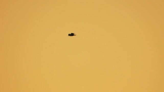 Sunspot, Solar Observation, Space: Small sunspot observed on sun's surface, indicating solar activity.