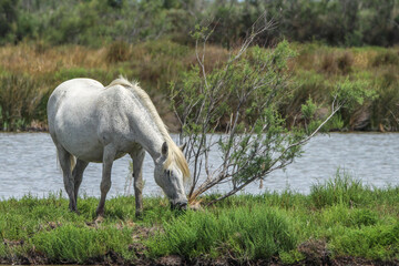 Wild White Horse Grazing by Green Grassy Riverbank on Summer Day