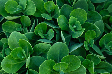 floral background of decorative plant Sedum telephium in the park