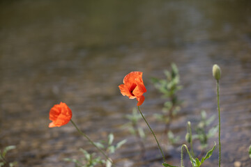 Vibrant red poppies bloom near a riverbank, glowing in the summer heat. The contrast of flowers and...