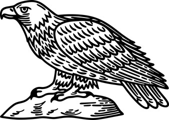 Obraz premium Eagle perched on rock, detailed black and white line drawing majestic raptor with sharp talons, fierce gaze
