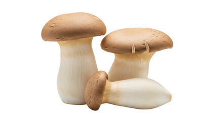 Fototapeta premium Three king oyster mushrooms isolated PNG with Transparent Background
