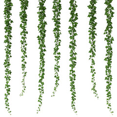 Seven strands of vibrant green ivy hang isolated on transparent background