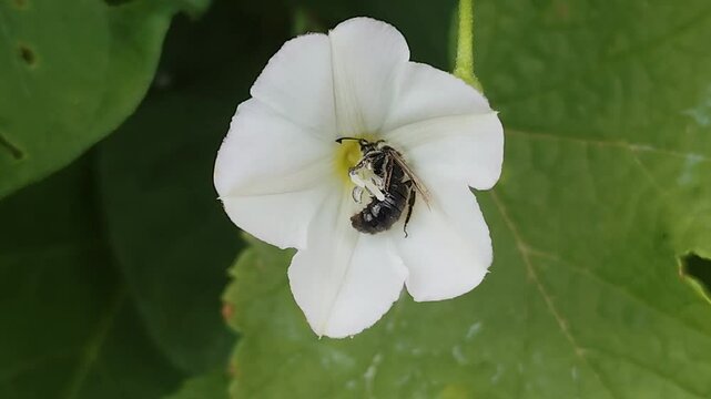 Field Bindweed Blossom Visited by Bee in Morning Ligh