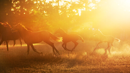 Horse herd run in sunset light