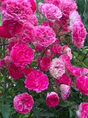 Romantic pink rose bushes close up view, floral blooming garden
