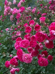 Romantic pink rose bushes close up view, floral blooming garden