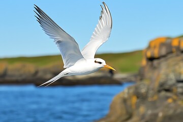 Obraz premium Bird in flight coastal ocean wildlife photography natural habitat side view avian behavior