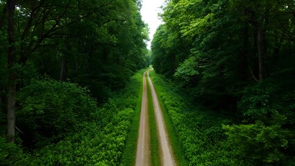 Fototapeta premium Aerial view of forest path green nature trees woodland landscape scenic road travel destination