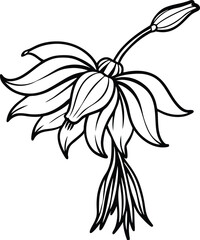 Bleeding Heart Flower Illustration with Bud in Black and White Outline