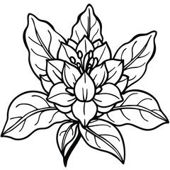 Texas mountain laurel flower Iine art Outline Style