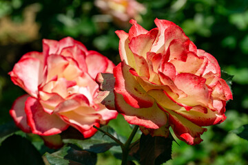 Beautifully bloomed roses Jubile du prince de Monaco with creamy white petals edged in vibrant pink, surrounded by soft blur of greenery, capturing delicate essence