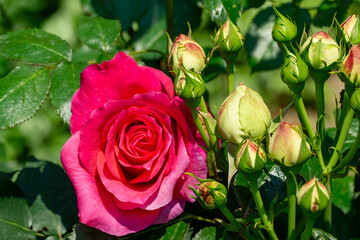  Stunning pink Vien Rose in full bloom, surrounded by green leaves and unopened buds, with soft sunlight filtering through foliage, highlighting  delicate petals and promise of future blossoms