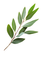 Fototapeta premium Close-up of a sprig of leaves, bright green, with a highlighted border, on a black background