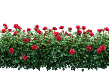 Lush crimson roses border