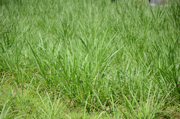 Natural Grassland with Lush Vegetation