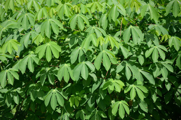 Cassava Leaves in Bright Sunlight