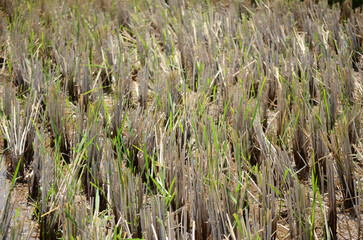 Close-Up of Cut Rice Stalks in Muddy Field