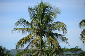 coconut tree with blue sky background
