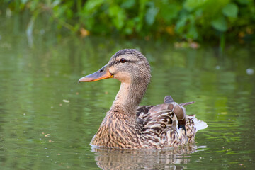  close-up of a mallard duck (Anas platyrhynchos) floating peacefully on calm water