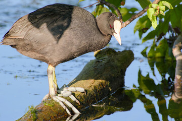 eurasian coot standing on wooden log close-up