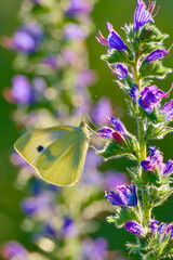 small white or cabbage butterfly is perching on the flower in the field on the blurred background close-up